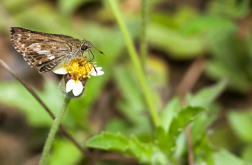 The moore's ace butterfly with flower