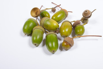 Acorns isolated on white.