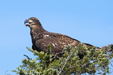 Juvenile American Bald Eagle sitting in a tree.