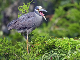 Yellow-crowned Night Heron standing in a tree
