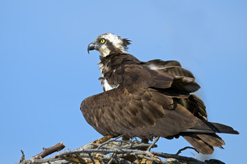 Osprey Wings Spread Protecting Chicks from sun