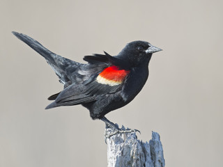 Red-winged Blackbird standing on dead tree
