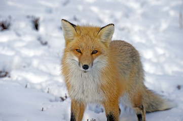 Red Fox standing in the Snow