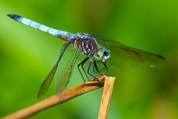 Blue Dasher Dragonfly