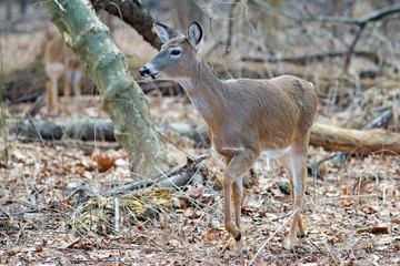 Naklejka na ściany i meble White-tailed Deer in the woods