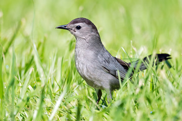 Gray Catbird in the green grass