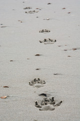 Fußabdrücke vom Hund am Strand