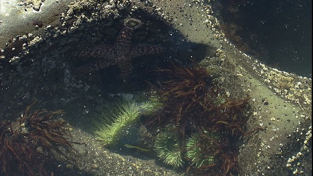 large starfish and other growth in tidal pool