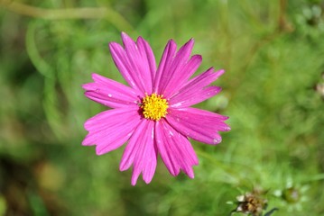 Fototapeta premium Fleur