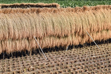 稲の天日干し