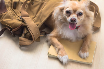Cute chihuahua dog in a bag