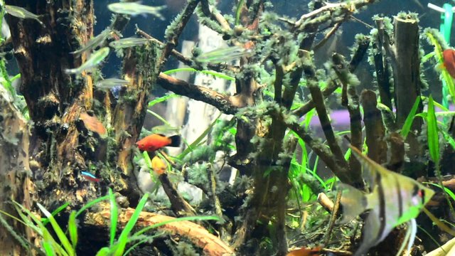 Fish in the cabinet.No Sound

