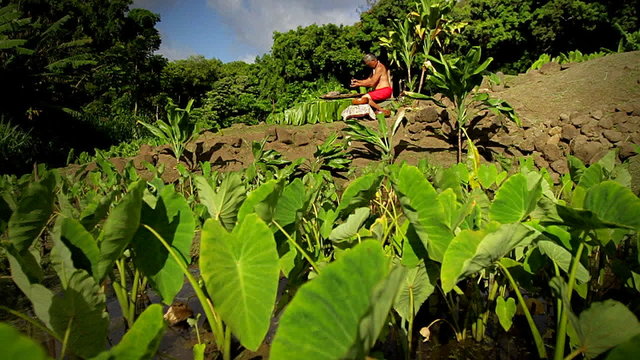 A Hawaiian native prepares tarot root with his hands.