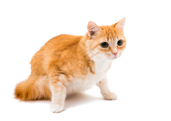 Obraz premium red cat