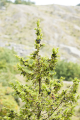 Pianta di mirtillo