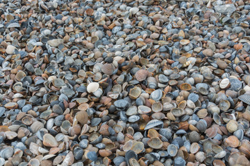 Muscheln am Meer
