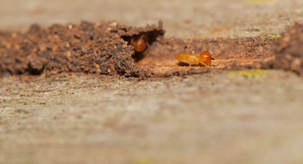Termite hide in their tunnel from predator