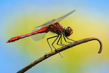 Dragonfly