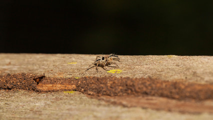 Termite hide in their tunnel from predator