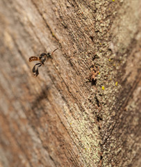 Stingless bee ,insect pollinator in the nature