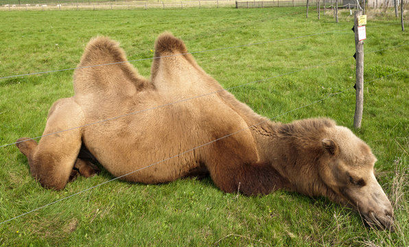 Kamel mit Kopf unter Elektrozaun