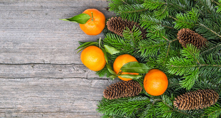 Mandarine fruits and christmas tree branches
