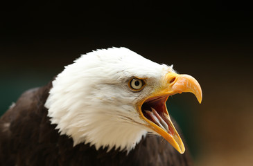 Portrait of a Bald Eagle calling