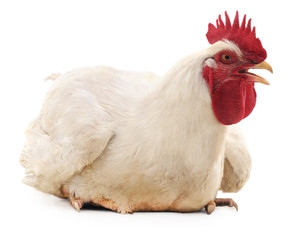 White cock.