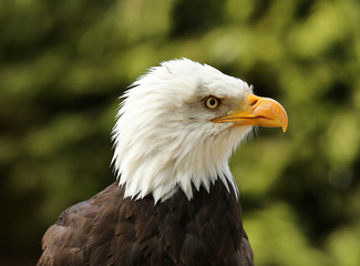 Portrait of a Bald Eagle 