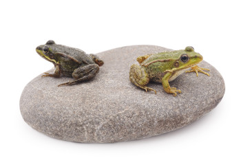 Frogs on a stone.