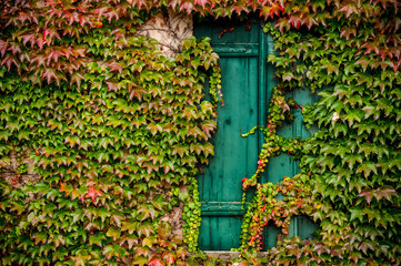 Ivy growing across the wall of a house in Alsace, France.
