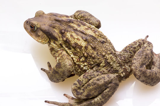 Rospo comune europeo, bufo bufo