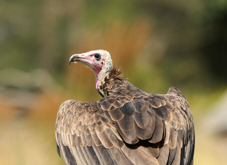 Close up of a Turkey Vulture