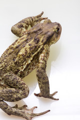Rospo comune europeo, bufo bufo, su piano bianco