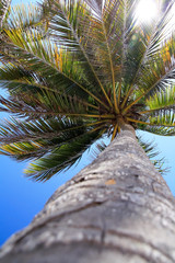 Top of coconut palm tree on blue sky background   © photopixel