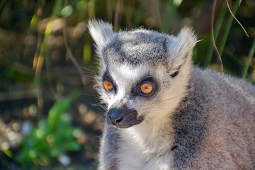 Fototapeta premium lemure