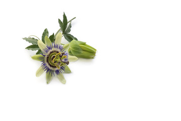 Passionsblume