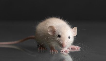 baby rat closeup