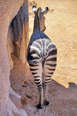 zebra