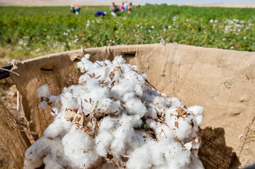 Cotton picking Turkey