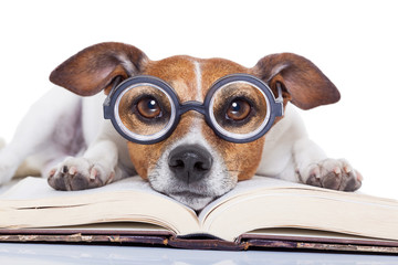 dog reading books