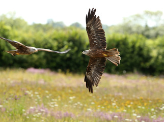 Close up of two Black Kites in flight