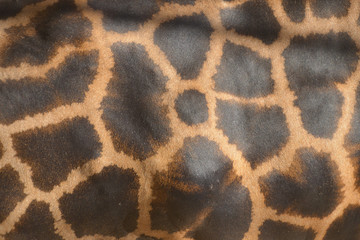 giraffa, pelle maculata