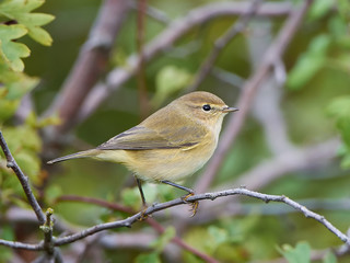Common Chiffchaff (Phylloscopus collybita)