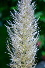 Obraz premium Pampas Gras