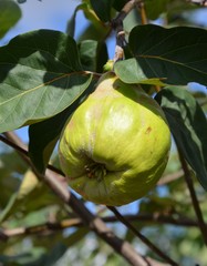 Quittenbirne reift am Baum