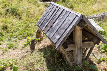 Marmotte en captivité