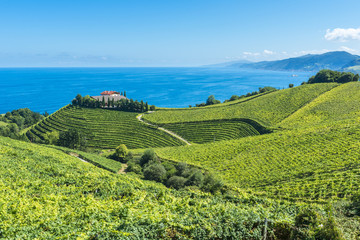 Obraz premium Viñedos junto a la bodega, el mar Cantábrico al fondo, Getaria (España)