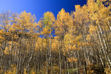Beautiful aspen trees with shimmering golden leaves.