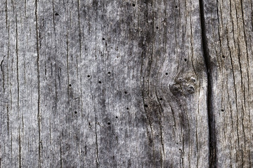 Wood Texture of cut tree trunk, close-up